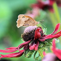 Buy canvas prints of From the order Lepidoptera, by Kate Small
