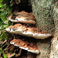 Buy canvas prints of Woodland Fungi by Kate Small