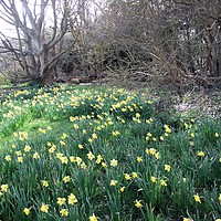 Buy canvas prints of Daffodil Woods by Kate Small
