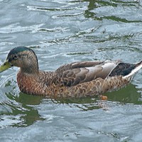Buy canvas prints of Study of Waterfowl by Kate Small