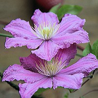 Buy canvas prints of Clematis by Kate Small
