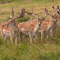 Buy canvas prints of Oh Deer by Chris Horsnell