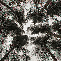Buy canvas prints of Canopy by Chris Horsnell