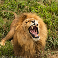 Buy canvas prints of The real anger of Lion by Yagya Parajuli