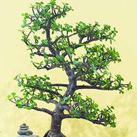 Buy canvas prints of Chinese sweet plum called bonsai by Yagya Parajuli