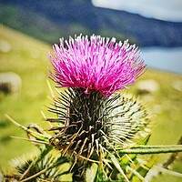 Buy canvas prints of Thistle of Skye by Antony Atkinson