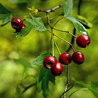 Buy canvas prints of Wild red berries by Antony Atkinson