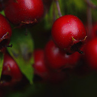 Buy canvas prints of Wild Red berries by Antony Atkinson