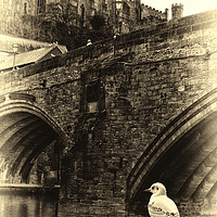 Buy canvas prints of Little Birdy watching the World go by Under Durham by Antony Atkinson