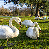 Buy canvas prints of Chester-Le-Street Swans by Antony Atkinson