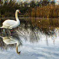 Buy canvas prints of Swan on Lake by Antony Atkinson