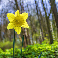 Buy canvas prints of The Narcissus Daffodil by Antony Atkinson