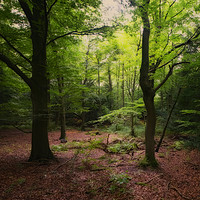 Buy canvas prints of Woodland Forest by Antony Atkinson