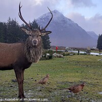 Buy canvas prints of Red Deer Stag at Glencoe im the Scottish Highlands by Antony Atkinson
