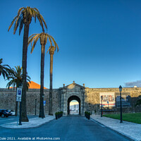 Buy canvas prints of 'Palm Sentry of Cascais Citadel' by Steven Dale