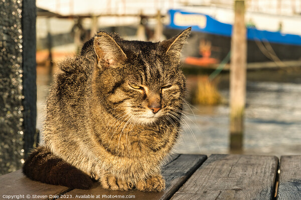 Sun-Kissed Felidae at Pin Mill Picture Board by Steven Dale