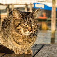 Buy canvas prints of Sun-Kissed Felidae at Pin Mill by Steven Dale