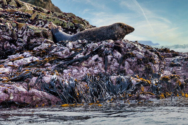 Solitary Atlantic Grey Seal atop Rocky Expanse Picture Board by Steven Dale