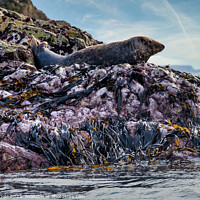 Buy canvas prints of Solitary Atlantic Grey Seal atop Rocky Expanse by Steven Dale