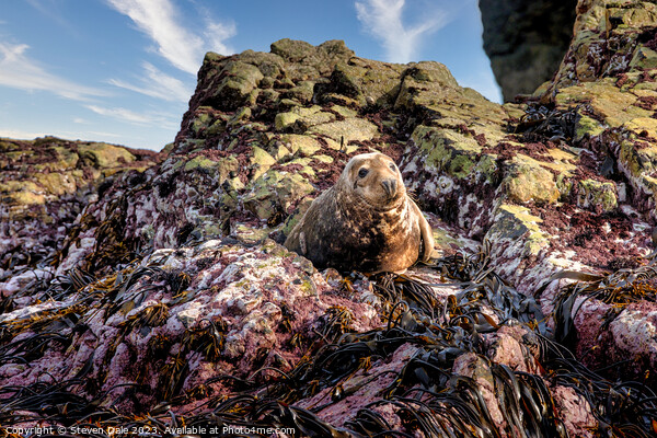 Grey Seal on rocks, Ramsey Island, Wales Picture Board by Steven Dale