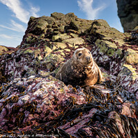 Buy canvas prints of Grey Seal on rocks, Ramsey Island, Wales by Steven Dale