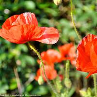 Buy canvas prints of beautiful red poppies by Steven Dale