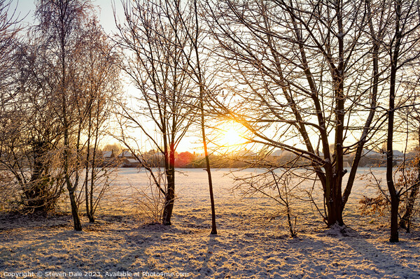 Sunrise silhoutte of tress in winter Picture Board by Steven Dale