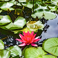 Buy canvas prints of Monserrate Park Palace Garden Water Lilies by Steven Dale
