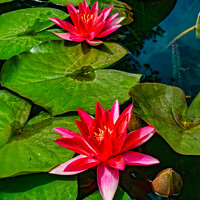 Buy canvas prints of Monserrate Park Palace Garden Pink Water Lilies by Steven Dale