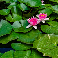 Buy canvas prints of Monserrate Park Palace Pink Water Lilies by Steven Dale