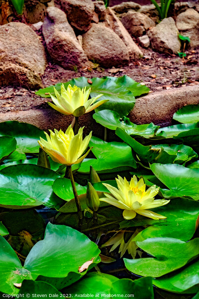 Monserrate Park Palace Garden Yellow Water Lilies Picture Board by Steven Dale