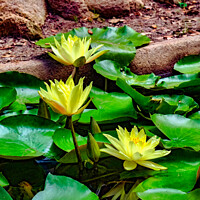 Buy canvas prints of Monserrate Park Palace Garden Yellow Water Lilies by Steven Dale