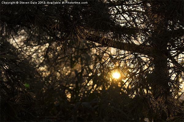 Sunlight through branches Picture Board by Steven Dale