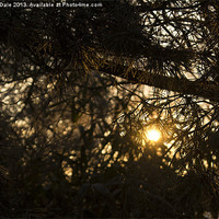 Buy canvas prints of Sunlight through branches by Steven Dale