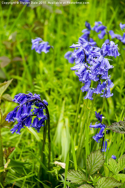 Enchanting Bluebell Brilliance in Essex Picture Board by Steven Dale