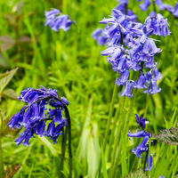 Buy canvas prints of Enchanting Bluebell Brilliance in Essex by Steven Dale