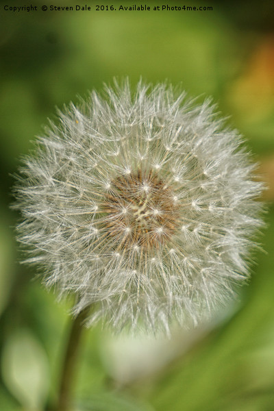 Unassuming Beauty: The Quintessential Dandelion Picture Board by Steven Dale