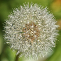 Buy canvas prints of Unassuming Beauty: The Quintessential Dandelion by Steven Dale