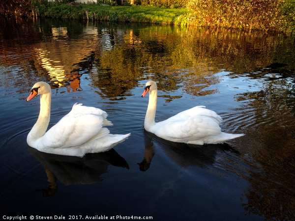 Two swans a swimming Picture Board by Steven Dale