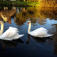 Buy canvas prints of Two swans a swimming by Steven Dale