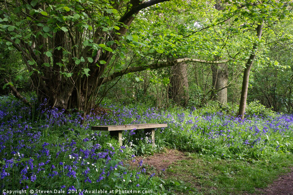 Solitude's Sanctuary: Bluebell Woods Bench Picture Board by Steven Dale