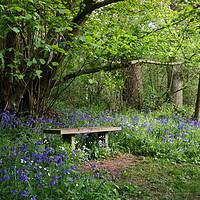 Buy canvas prints of Solitude's Sanctuary: Bluebell Woods Bench by Steven Dale