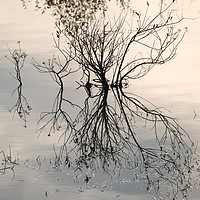 Buy canvas prints of Flooded East Anglian Landscape’s Reflection by Steven Dale