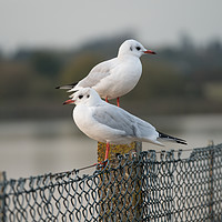 Buy canvas prints of Twin Gulls Dissecting Directions by Steven Dale