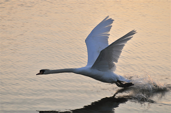 Swan landing on Abberton Reservoir Picture Board by Steven Dale
