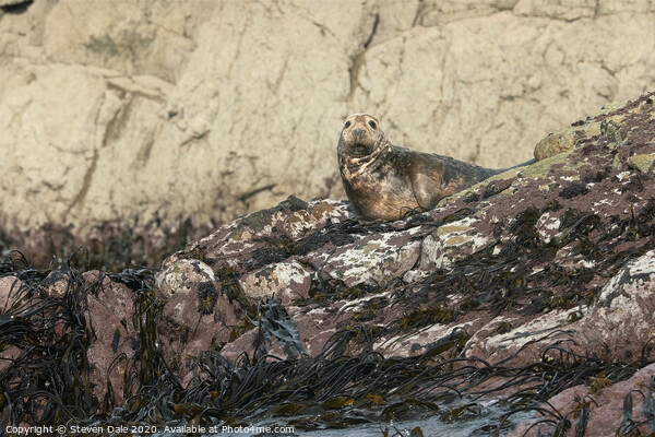 Atlantic Grey Seal Immersed in Pembrokeshire's Bea Picture Board by Steven Dale