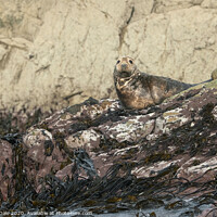 Buy canvas prints of Atlantic Grey Seal Immersed in Pembrokeshire's Bea by Steven Dale