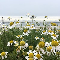 Buy canvas prints of Giant Michaelmas Daisies on Hayling Island by Tess Chalmers