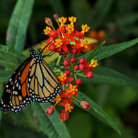 Buy canvas prints of Monarch Butterfly by Janet Mann