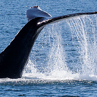 Buy canvas prints of Humpback Whale Tail by Janet Mann